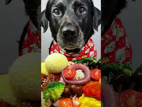 Black Dog Special Gourmet Meal Feast! 🐶🍱 #shorts #dog #food