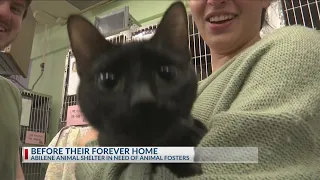 Abilene animal shelter in need of foster families