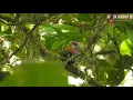Lagu walik Raja / SUPERB FRUIT-DOVE (ptilinopus superbus) birding papua