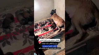                                         دندنها