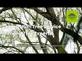 Ogden Utah Tree Service - Diamond Tree Service