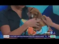 Register for the Hawaiian Humane Society s annual PetWalk and adopt a new furry friend