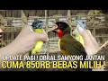Download Lagu BANJIR SAMYONG ! HARGA ANJLOK DI PASARAN SAMPAI 850RB AN SEHAT GARANSI JANTAN PASAR BURUNG LEWAT YA