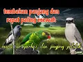 Tembakan kasar dan panjang murai air perkici dan jingjing petulak