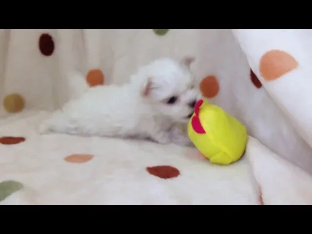 動画