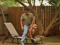 Mugleston Pit Bull Blue Fawn