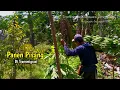 Download Lagu 🔴PANEN PISANG‼️BIKIN GRONTOL JAGUNG ‼️MENIKMATI HASIL PANEN 
