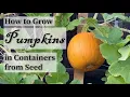 How to Grow Pumpkins in Containers from Seed Easy planting guide