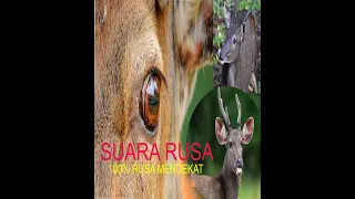 Download SUARA ANAK RUSA PANGGIL INDUK BETINA /100% RUSA MENDEKAT MP3