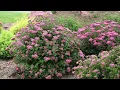 Pruning Spiraea in Early Spring
