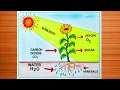 Photosynthesis Diagram Drawing Step by Step Easy Biology Diagram Photosynthesis Drawing