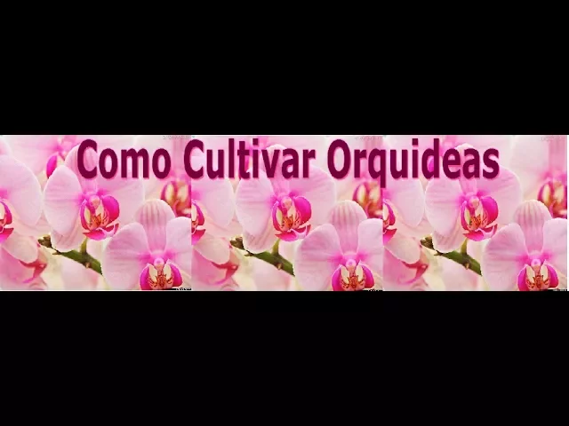 COMO CUIDAR DE ORQUIDEAS MINI