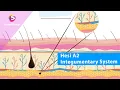 HESI A2 Integumentary System Skin Hair Nails Made Simple