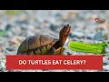 Do Turtles Have Scales