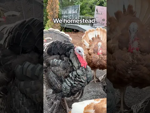 We homestead.  Raising turkey. #christmas