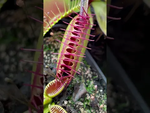 CARNIVOROUS PLANT EATING ❗😨😱 USA