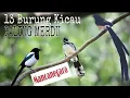 Download Lagu Jenis burung paling merdu di dunia