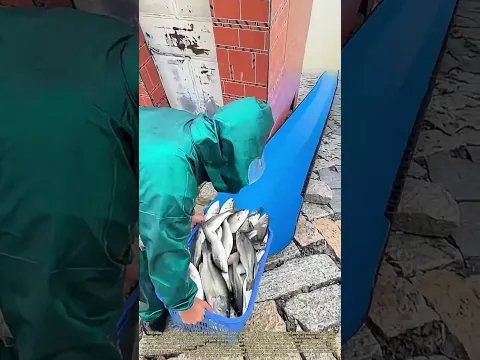 Slipping the Fry: How a Plastic Pipe Turns a Bucket into a Fish Highway
