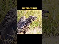 Download Lagu leeuw redt arend #trending #dieren #wildlife #youtubeshorts #leeuw #arend