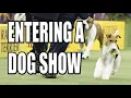 How to Find and Enter a Dog Show Using InfoDog