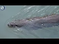 Wild Amazon – Mysteries of the Rainforest’s Deadliest Hidden Predators | Nature Animal Documentary