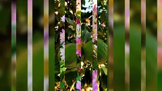 مقدمة برنامج الامام محمد متولي الشعراوي رائعة جدا 