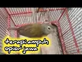 Download Lagu terapi suara burung opior jawa || suara panggilan opior jawa