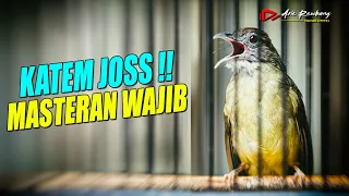 kapas tembak gacor cocok buat masteran burung murai dan burung ocehan lain pancingan katem