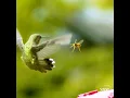 Download Lagu Kolibrie vs. Wasp - Super Slow 2873 fps!