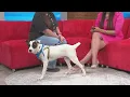 Adoptable Pup Rue Featured with Memphis Animal Services