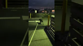 #fyp #doberman #dream #pets #vlog