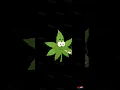 Marijuana Leaf Cartoon Character Smoking A Joint