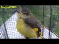 Download Lagu Suara Anakan Burung Mantenan Gunung || Ampuh Buat Mikat Burung Mantenan Liar