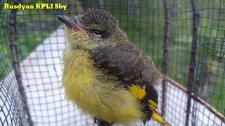 suara anakan burung mantenan gunung ampuh buat mikat burung mantenan liar
