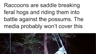 Funny Animal Memes That Are Better Than Netflix