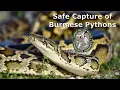 Safe Capture of Burmese Pythons