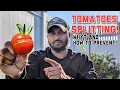 How to prevent tomatoes from splitting and cracking