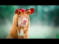 The Secrets of Pink-Nosed Dogs Genetics Care and Myths