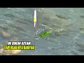 Download Lagu Ini Baru Sarang nya ikan,Sampai Ngejar\