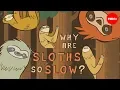 Why are sloths so slow - Kenny Coogan