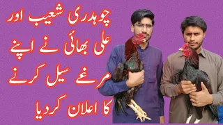 aseel 21 famous breeds varities u0026 types