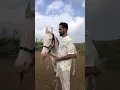 Download Lagu 75 paghadi ||#gujratinewsong  #preweddingshoot #horselover  #horse #shorts #video