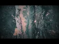 BIRRD - ALTER ECHO VISUALIZER