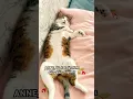 Lucky’nin Minnakliğin Hali🥹|#keşfet #kedi #shortsfeed #cat #şarkı #music #shorts #komedi #foryou