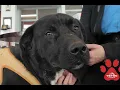 This border collie-lab mix is our Pet of the Week
