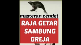 masteran cendet raja getar sambung greja mudah ditiru hanya 1 bulan 
