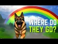 Where Do Pets Go When They Die The Rainbow Bridge Dealing With the Grieving Process Pet Insider