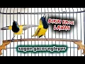 Download Lagu Kurang Dalam 1 mnt burung anda pasti ikut gacor //sogon gacor dor ngeleper bikin emosi lawan
