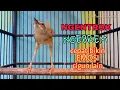 Download Lagu Ciblek gunung gacor ngetrok ngebrem sekali putar cigun mu auto naik Emosi