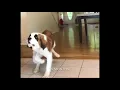 Mia the Saint Bernard 2 Months to 1 Year Growth
